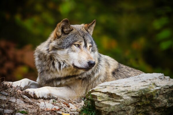 Le loup sur la pierre regarde de côté