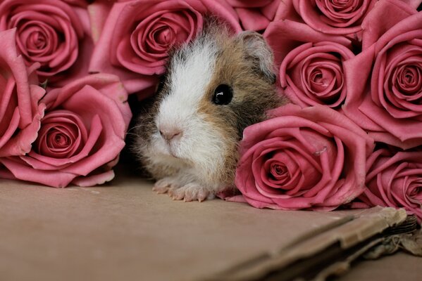 Cochon d Inde parmi un bouquet de roses roses