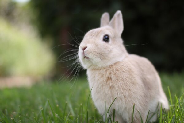 A beige rabbit with a cute face on a green lawn