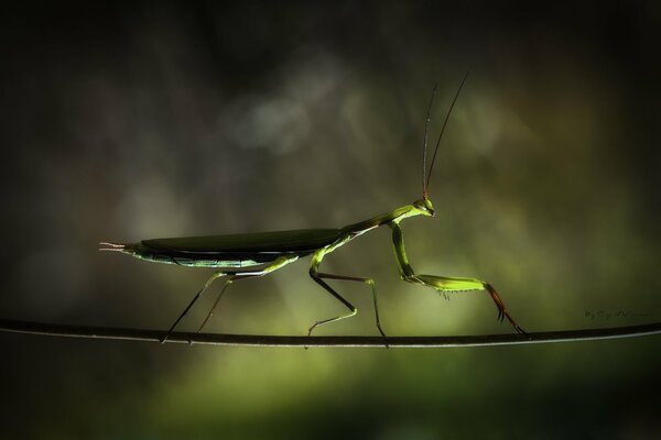 Mantis acróbata arrastrándose por una rama