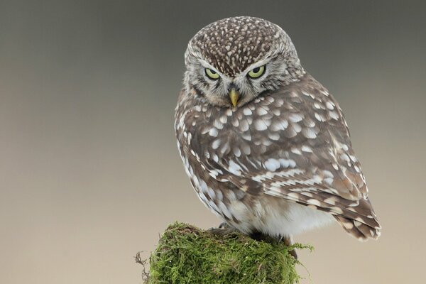 Le regard intelligent d un hibou