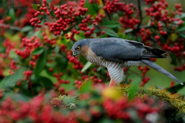 Habicht auf einem Baumhintergrund mit roten Beeren