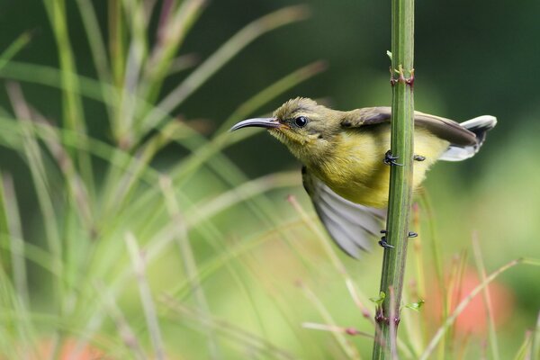 A nectarian bird sitting on a twig