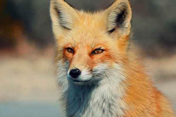 La volpe rossa con uno sguardo furbo guarda in lontananza