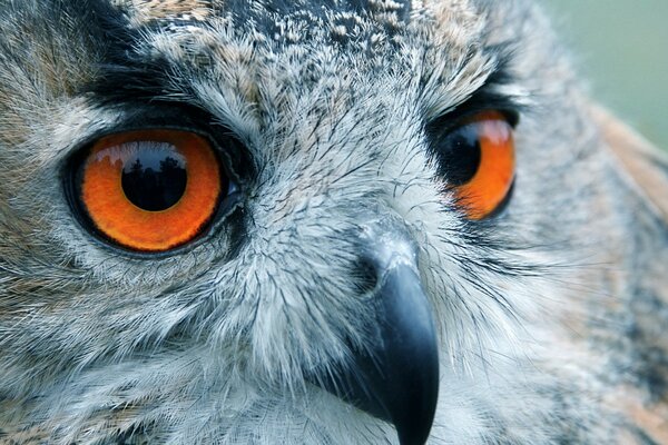 Tête de hibou avec des yeux rouillés