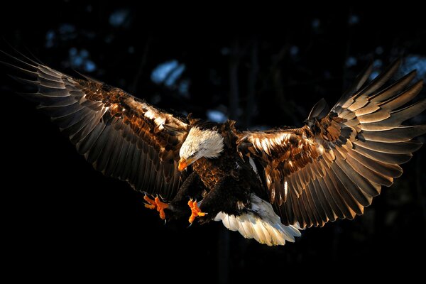 The bird is an eagle with spread wings