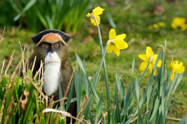 Beau singe en fleurs