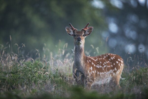 A beautiful deer among nature and grass