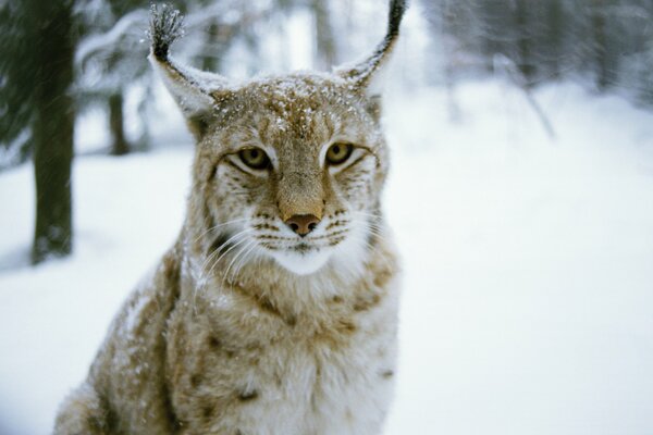 Flauschiger Luchs im Winterwald