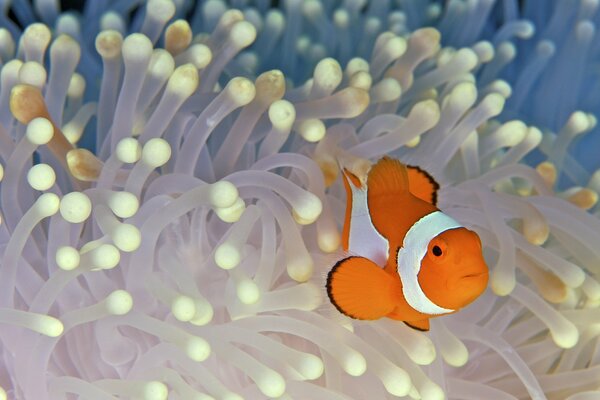 Poisson clown dans les algues blanches