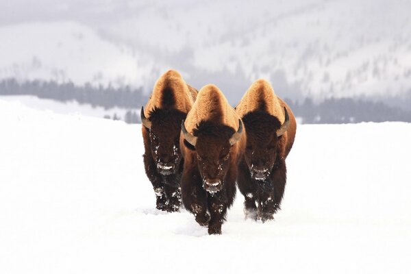 Three bison run through the snow