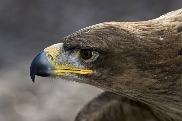 Eagle profile during hunting