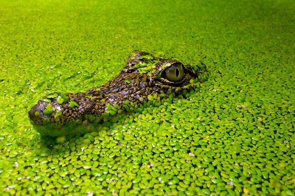 Krokodilkopf unter Wasseralgen