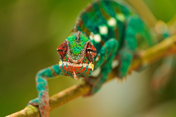 Camaleonte multicolore ramoscello addormentato