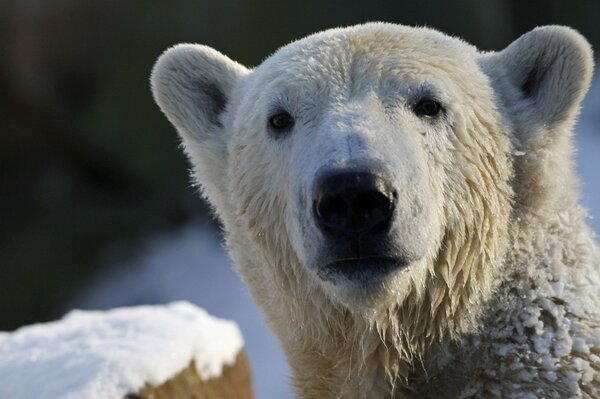 The view of the polar polar bear