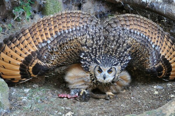 Hibou dans la nature avec des ailes déployées