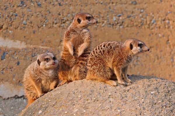 Familia suricata en la piedra