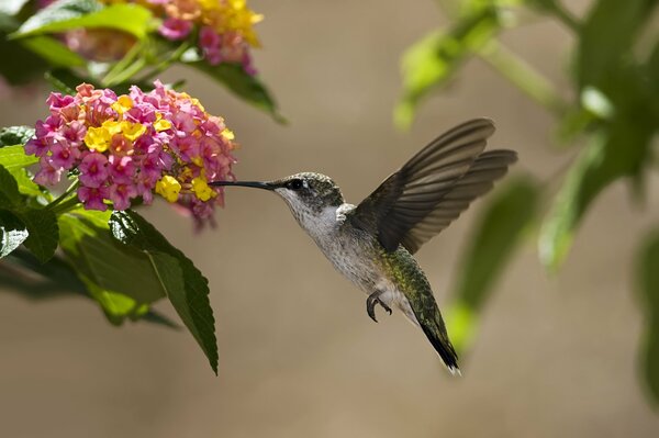 Ein Kolibri trinkt Nektar. grüner Kolibri isst