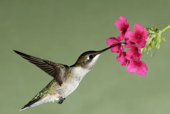 Colibri boit du nectar de fleur rose