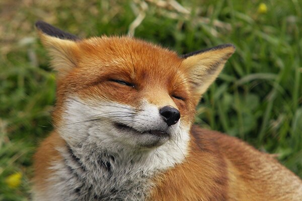 Happy fox in nature