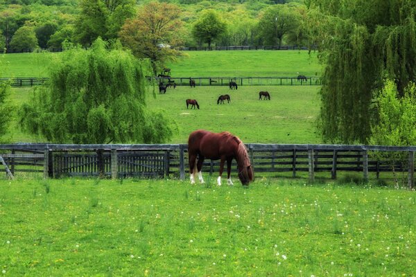 Horse on pasture background