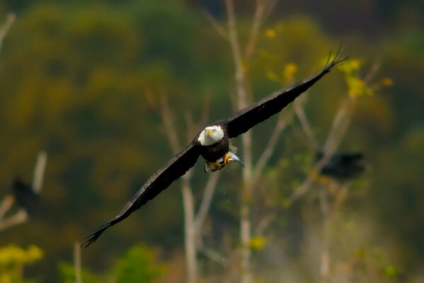 An eagle in flight over the forest