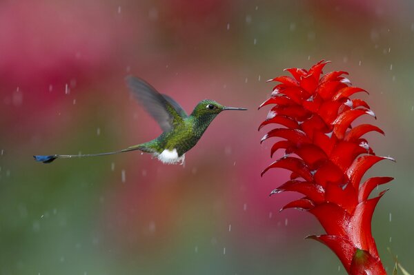 Kolibris atmen Pollen in der Natur unter dem Regen ein