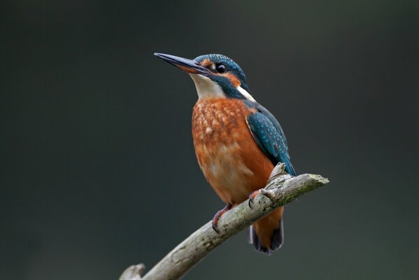 The kingfisher sits on a branch and looks into the distance