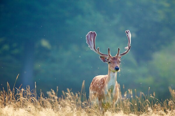 Un cerf important avec de grandes cornes marche sur l herbe