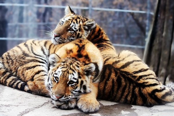 Friendship of the Pmur tigers in a cage