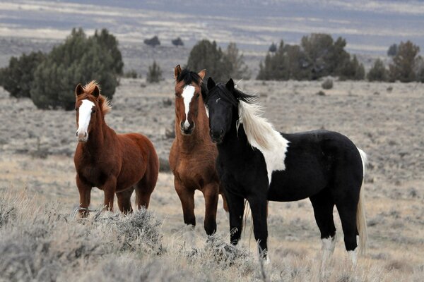 Caballos. sementales salvajes. animal fiero