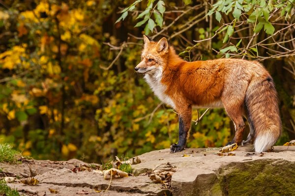 Zorro rojo de pie en el bosque de otoño