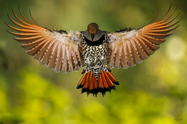 Wilder Vogel im Flug