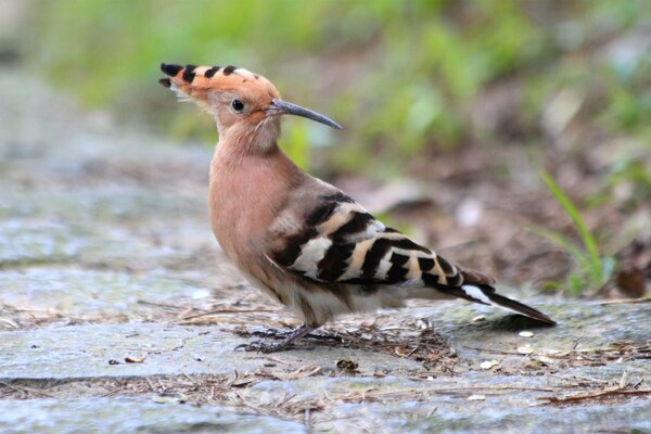 Not every day on earth you will see an unusual bird with a tuft and stripes