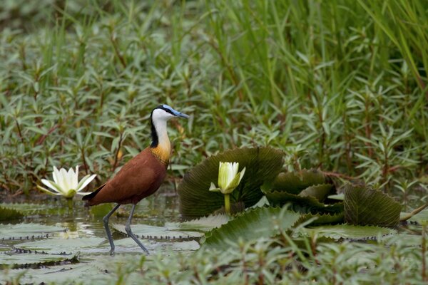 African herons fishing in the pond