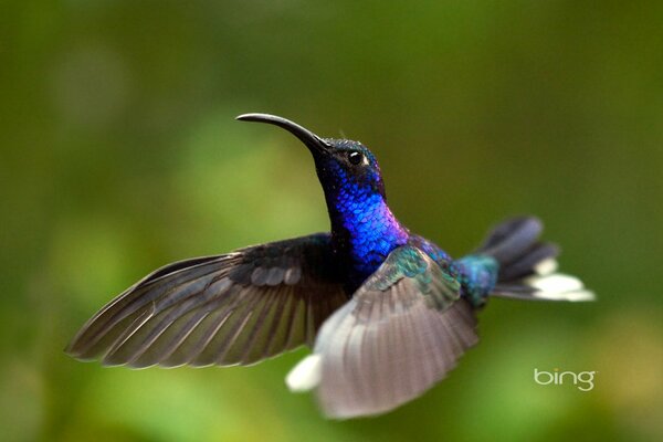 Fliegende Kolibri-Vögel auf grünem Hintergrund