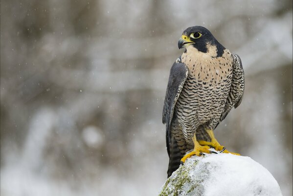 Faucon assis sur une pierre couverte de neige