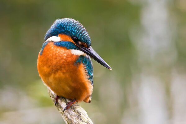 Der Kopf des Eisvogels ist mit blauen Federn verziert