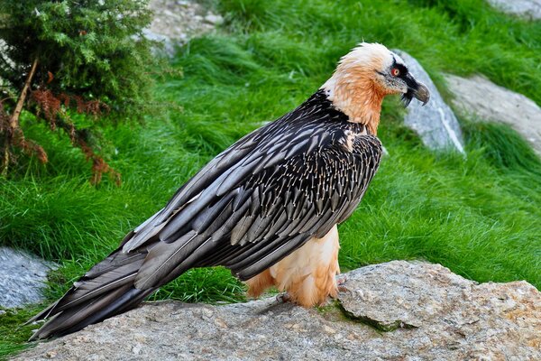 Bel oiseau. aigle. oiseau de proie. oiseau sur la pierre