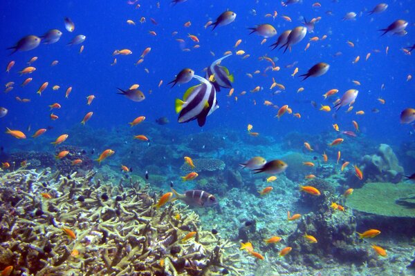 La bellezza del mondo sottomarino è affascinante