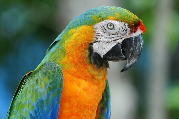 Macaw parrot with bright feathers