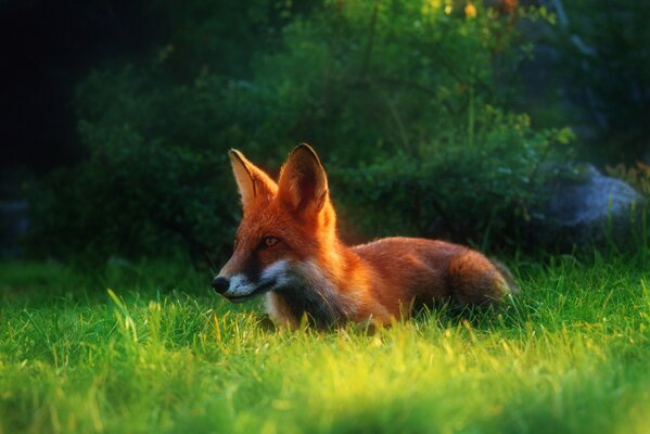 A red fox lurked in the grass