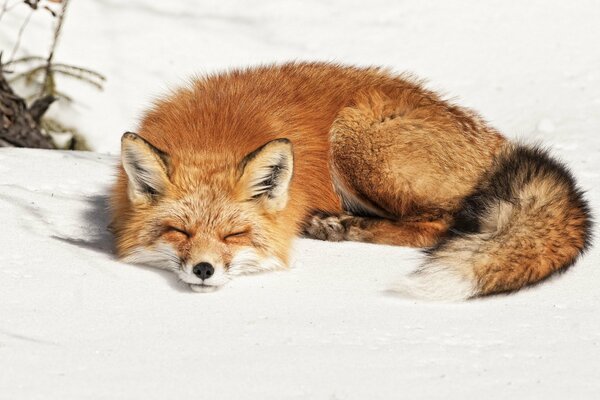 El zorro duerme en una colcha de invierno