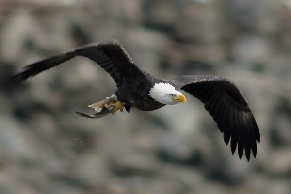 Ein Adler, der irgendwo fliegt