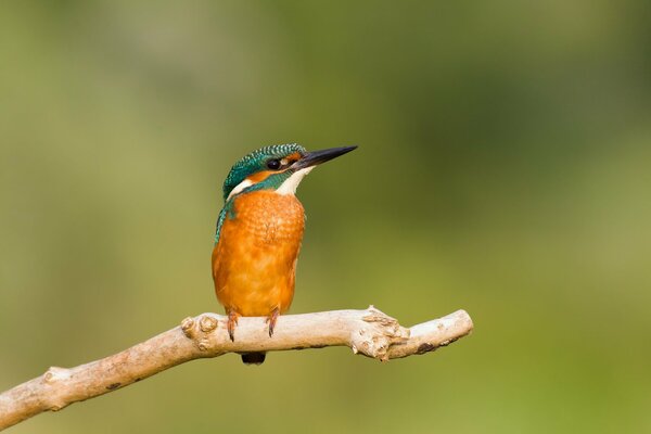 Bright kingfisher on a branch