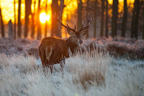 Hirsch unter Gras auf Sonnenuntergang Hintergrund im Wald