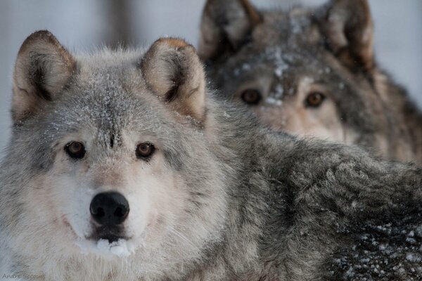 Wolf. Predatory look of the forest attendants