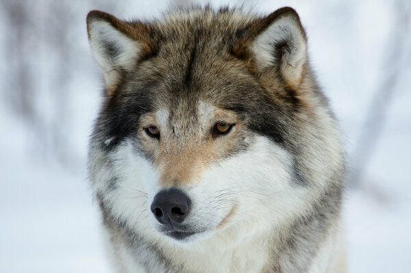 La mirada de un lobo en el bosque de invierno