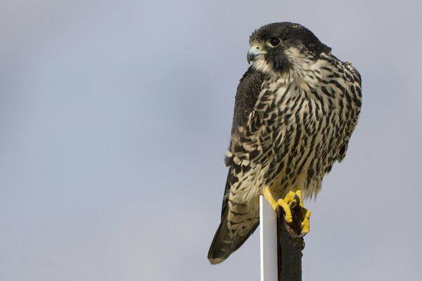 Peregrine falcon. A bird of prey. Grey background