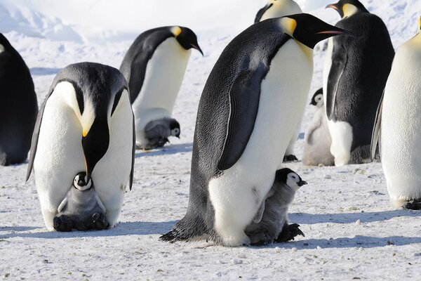 Pingüinos emperador con pequeños pingüinos